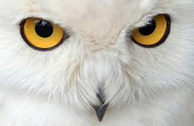 Randall the white owl